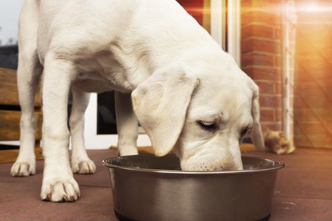 Die richtige Ernährung des Hundes