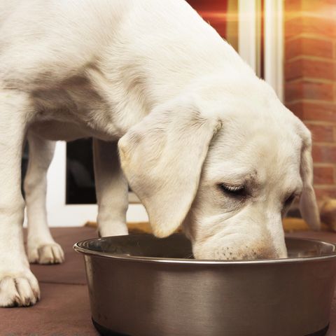 Die richtige Ernährung des Hundes