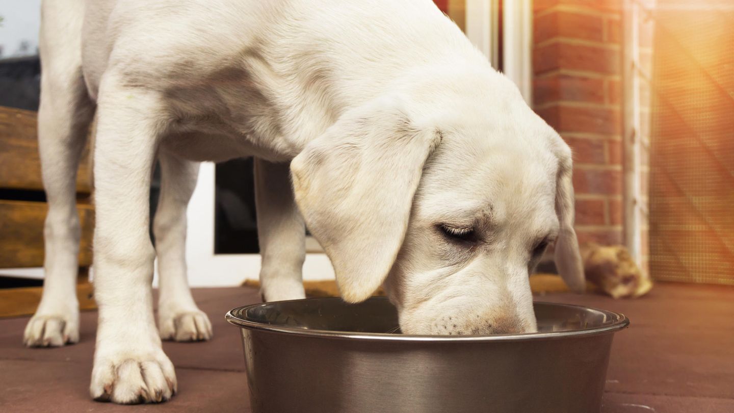 Die richtige Ernährung des Hundes