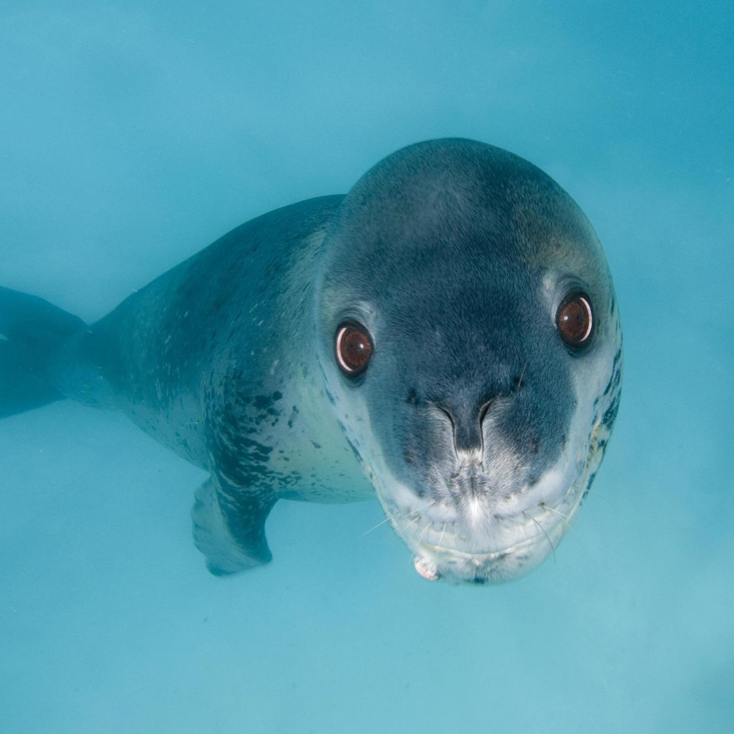 Neuseeland Usb Stick In Seeleoparden Kot Stellt Forscher Vor Ein Ratsel Stern De