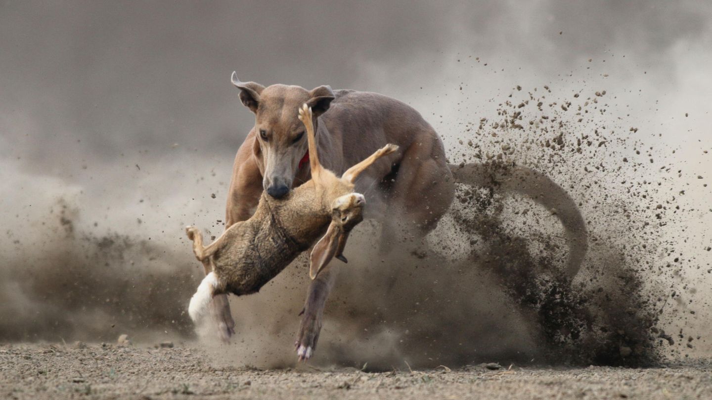 Jagdtrieb abgewöhnen: Warum Hunde jagen