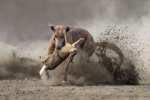 Jagdtrieb abgewöhnen: Warum Hunde jagen