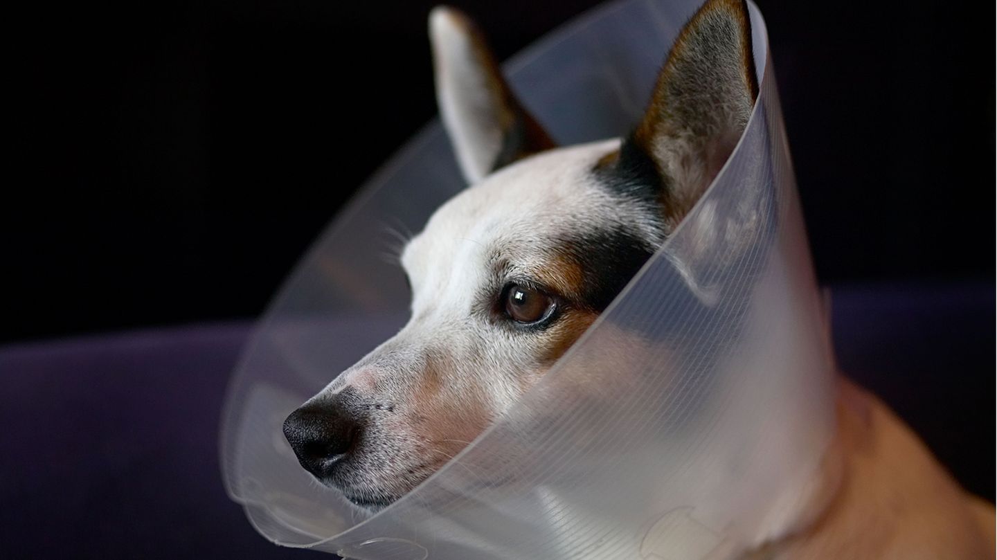 Verletzungen: Wie funktioniert die Wundheilung bei Hunden?