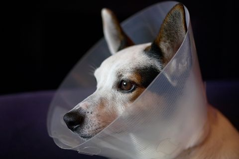 Verletzungen: Wie funktioniert die Wundheilung bei Hunden?