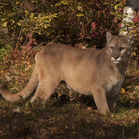 Puma