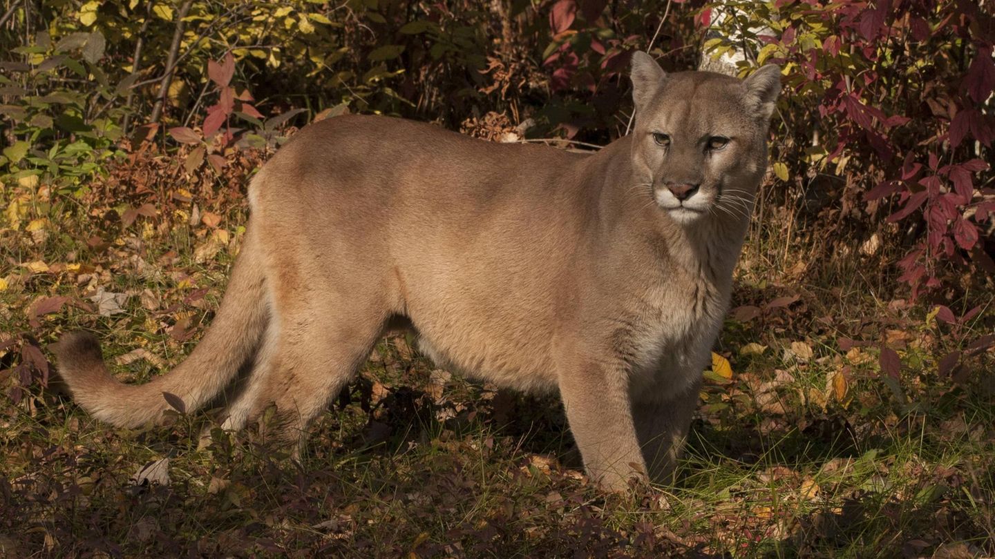 Puma