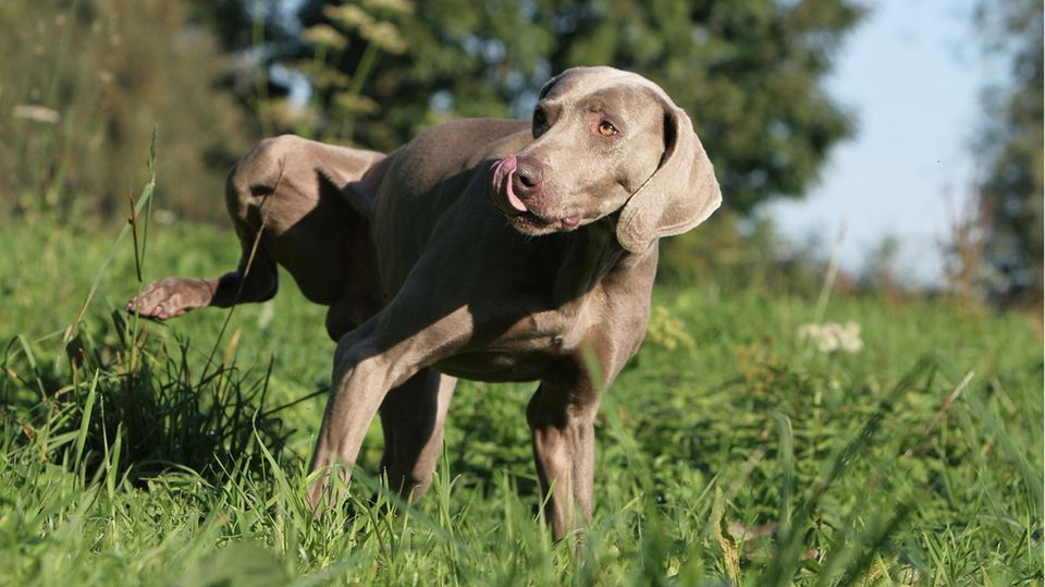 Gesundheit Warum muss mein Hund ständig pinkeln? STERN.de