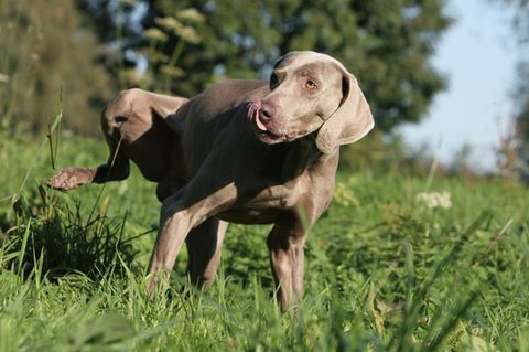 Warum muss mein Hund ständig pinkeln?