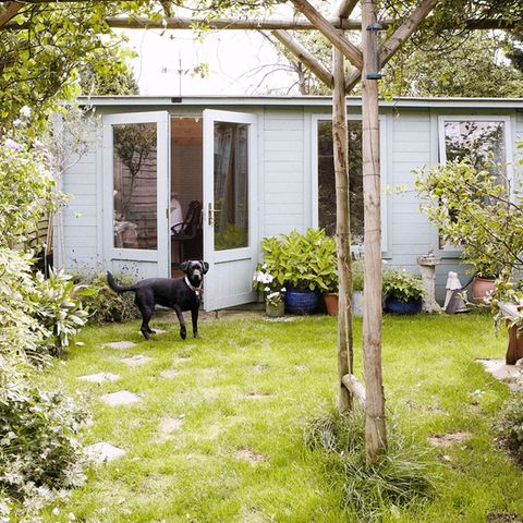 Gefährlich für den Hund: Gift im Garten