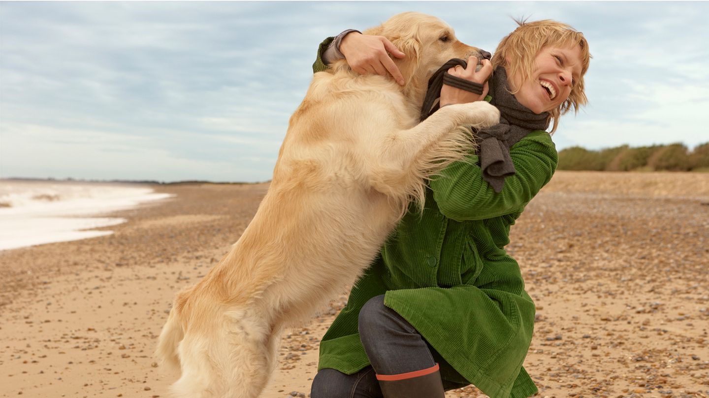 Wie man Hunden das Anspringen abgewöhnt