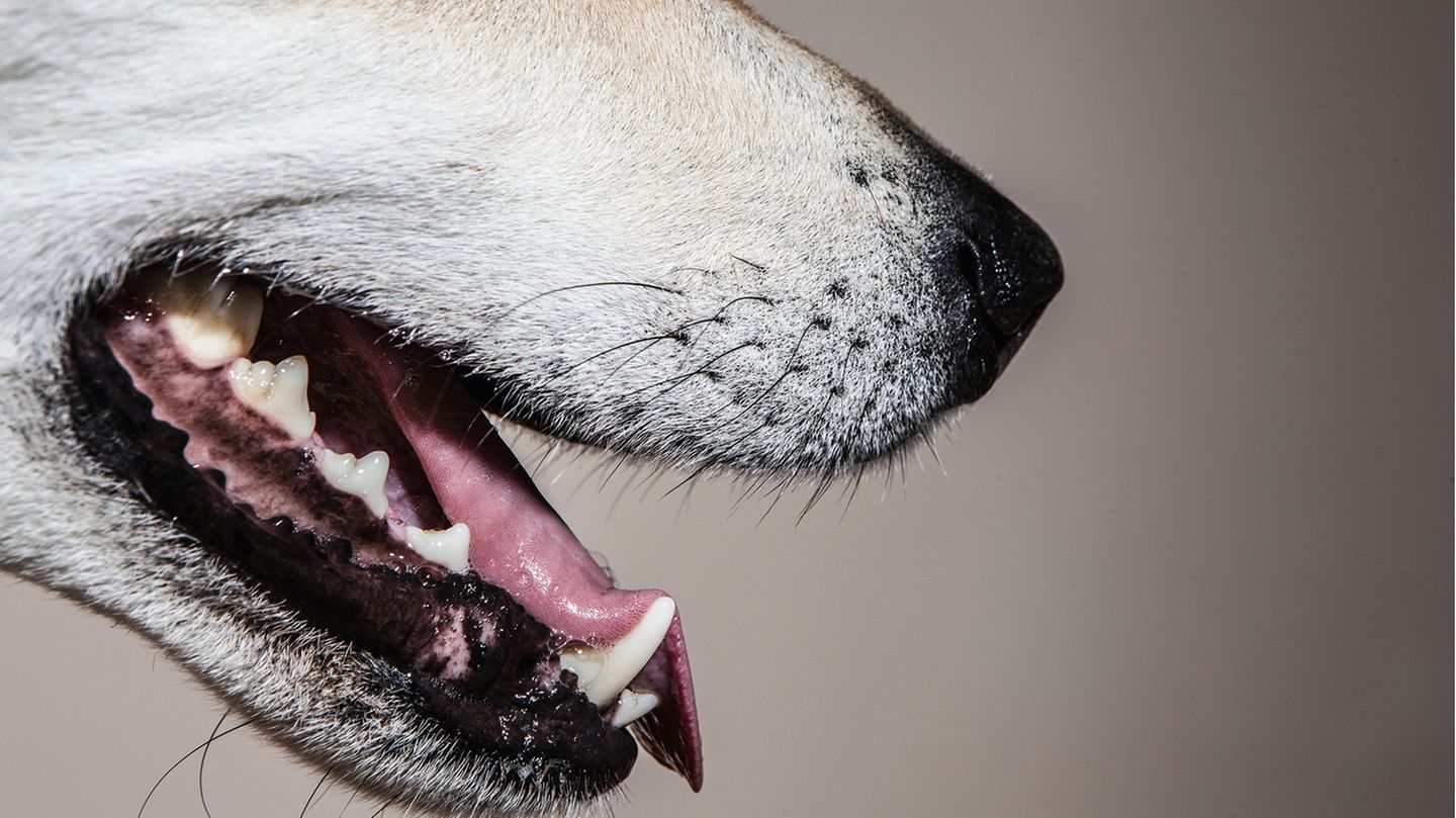 Schlechter Atem bei Hunden