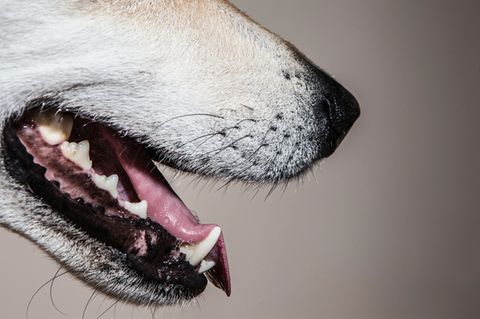 Schlechter Atem bei Hunden