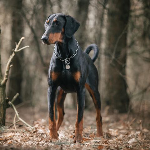Dobermann Kardiomyophatie: Das kranke Herz jedes zweiten Dobermanns