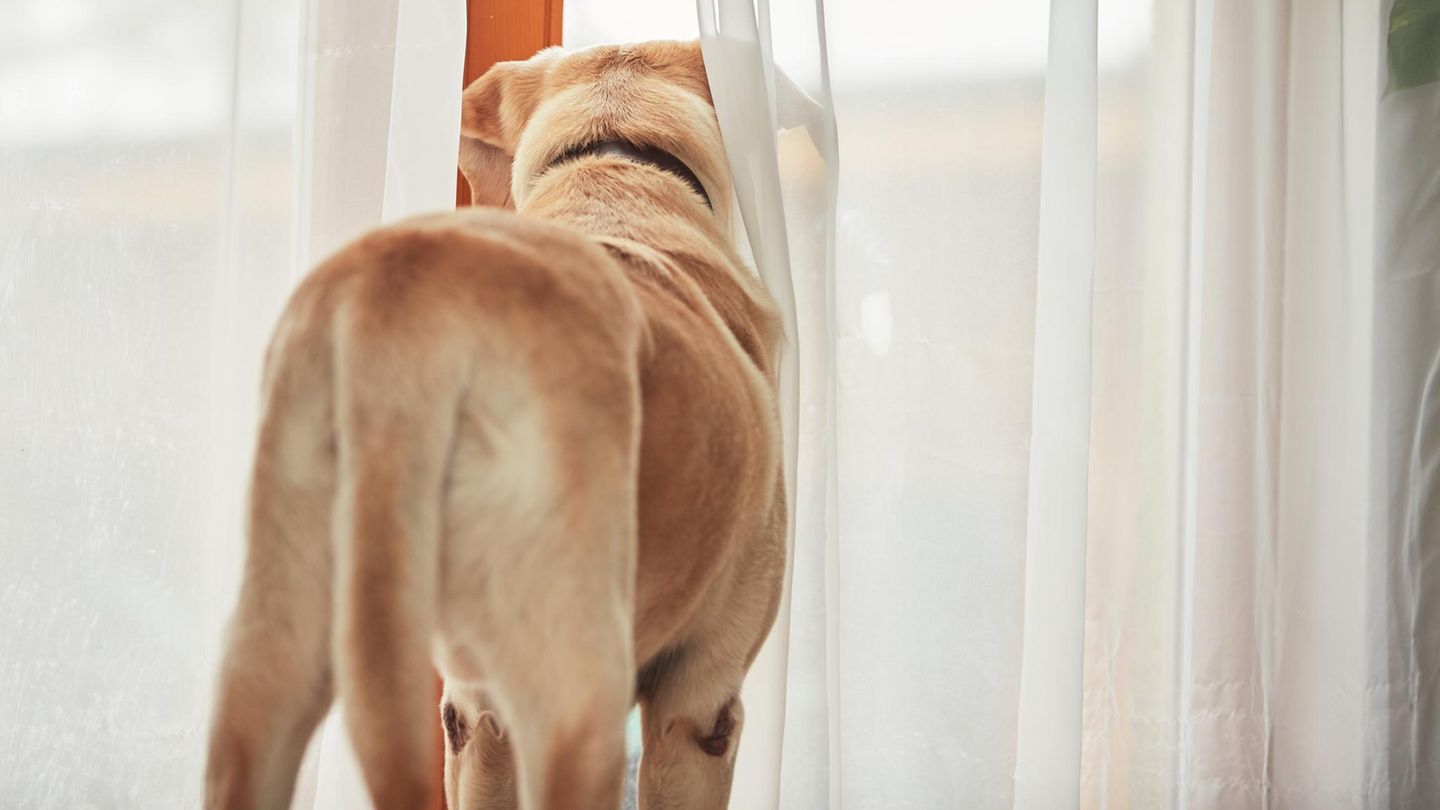 So lernt Ihr Hund, alleine zu bleiben