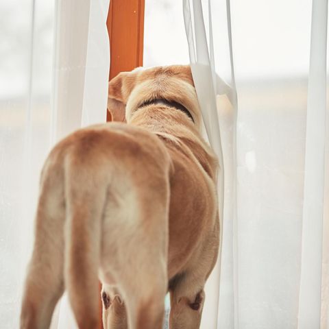 So lernt Ihr Hund, alleine zu bleiben