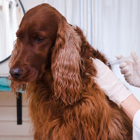 Wie gefährlich ist Tollwut für mich und meinen Hund?
