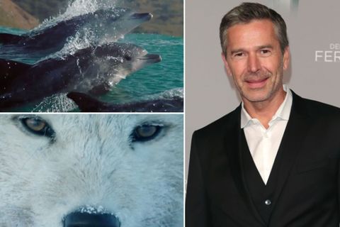 Dirk Steffens präsentiert die besten Naturfilme beim Greenscreen-Festival.