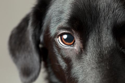 Das Auge des Hundes: Was können sie sehen?