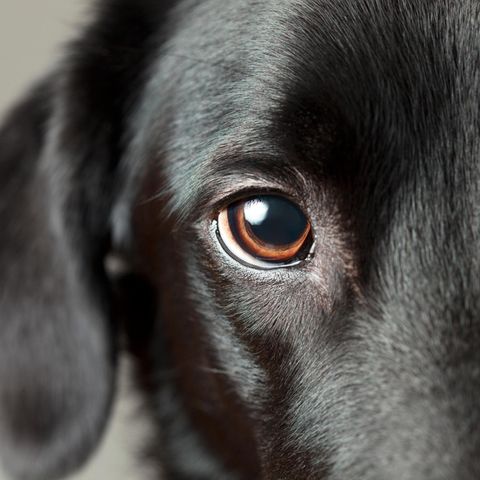 Das Auge des Hundes: Was können sie sehen?