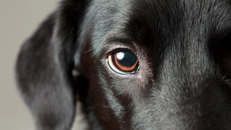 Was bedeuten tränende Augen beim Hund und ab wann sind sie gefährlich