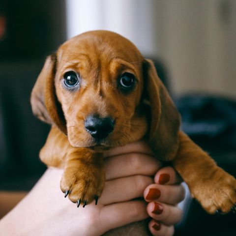 Welpentraining: Wie bekomme ich meinen Hund stubenrein?