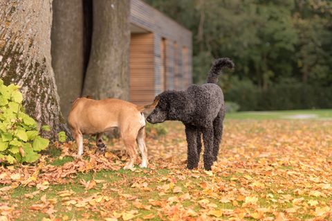 Das Sexualverhalten von Hunden: Leiden sie darunter, sich nicht fortpflanzen zu dürfen?