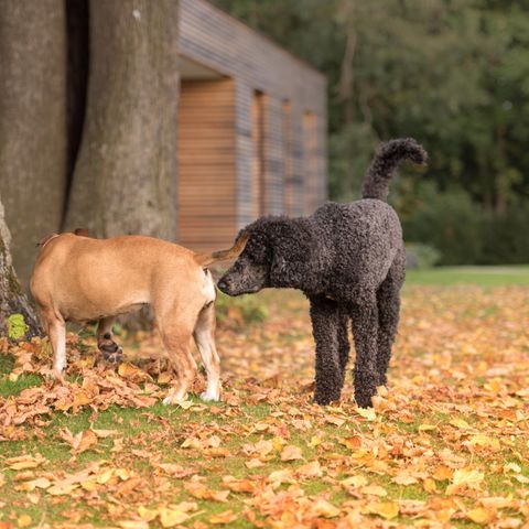 Das Sexualverhalten von Hunden: Leiden sie darunter, sich nicht fortpflanzen zu dürfen?