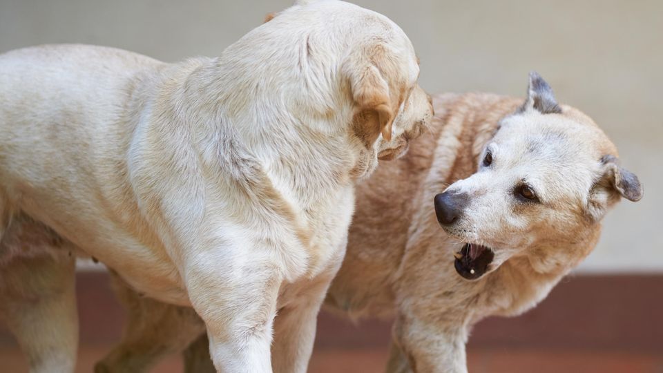 Dominanz, Eifersucht und Hierarchien: Rivalität unter Hunden verstehen