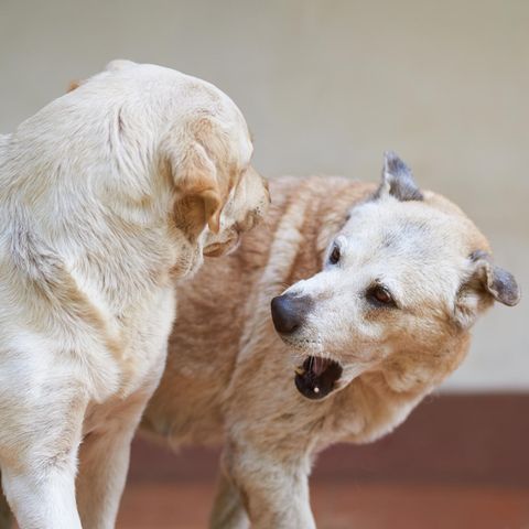 Dominanz, Eifersucht und Hierarchien: Rivalität unter Hunden verstehen