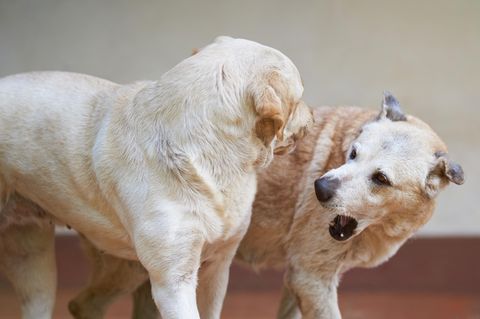 Dominanz, Eifersucht und Hierarchien: Rivalität unter Hunden verstehen