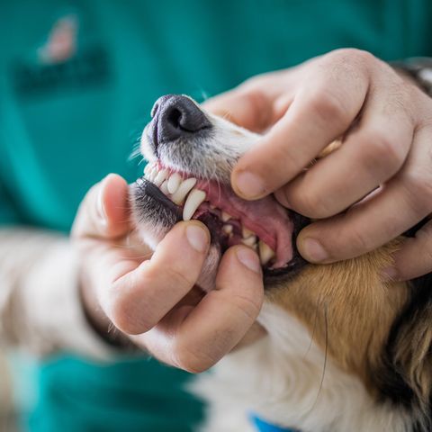 Zahnschmerzen bei Hunden