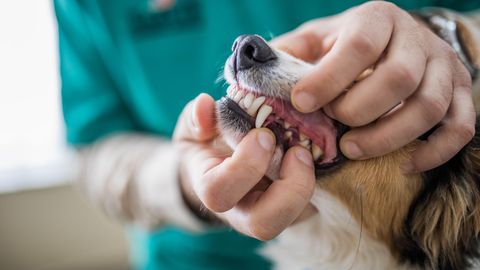 Zahnschmerzen bei Hunden