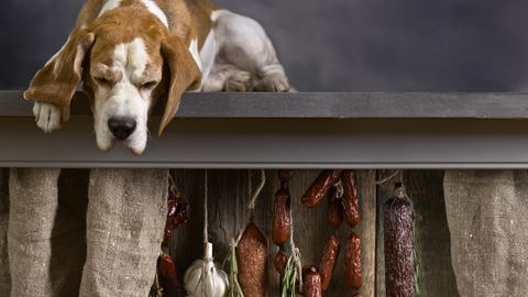 Ist Knoblauch für Hunde giftig?