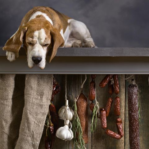 Ist Knoblauch für Hunde giftig?