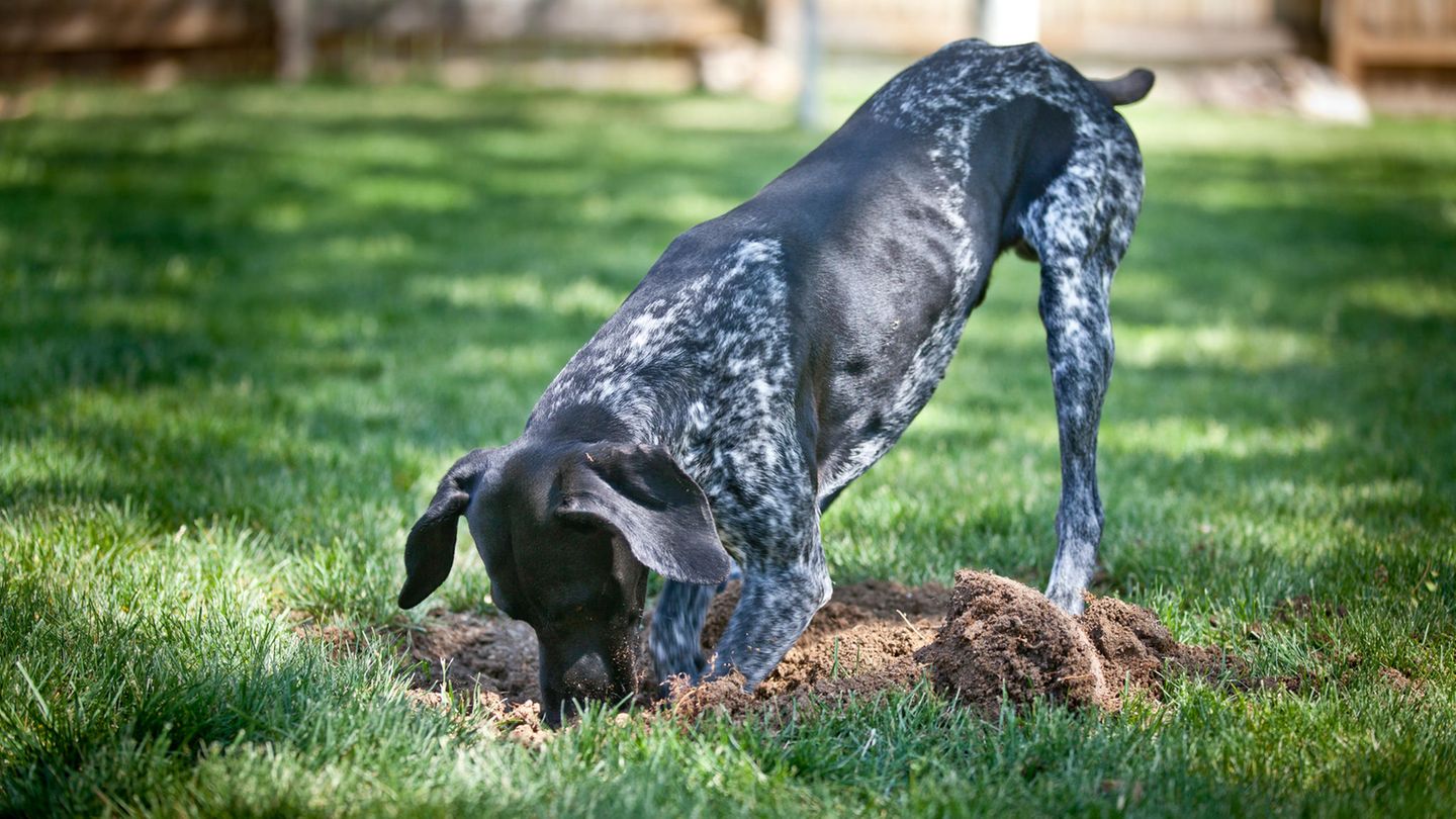 Warum Hunde ihre Knochen vergraben