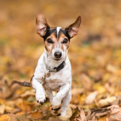 Hundetraining mit der Schleppleine