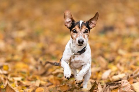 Hundetraining mit der Schleppleine