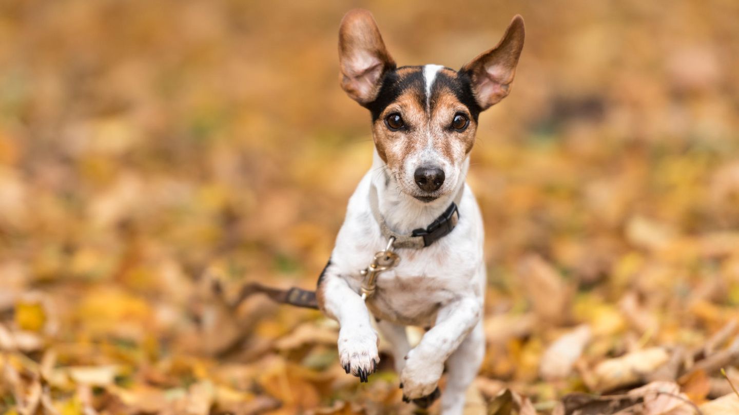 Hundetraining mit der Schleppleine