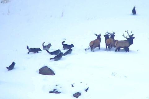 Dramatischer Überlebenskampf: Wolfsrudel jagt Wapitis – doch die Hirsche haben einen eiskalten Verbündeten