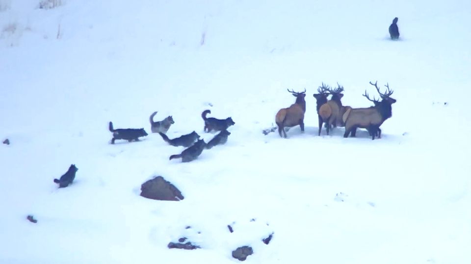Dramatischer Überlebenskampf: Wolfsrudel jagt Wapitis – doch die Hirsche haben einen eiskalten Verbündeten Dramatischer Überlebenskampf: Wolfsrudel jagt Wapitis – doch die Hirsche haben einen eiskalten Verbündeten
