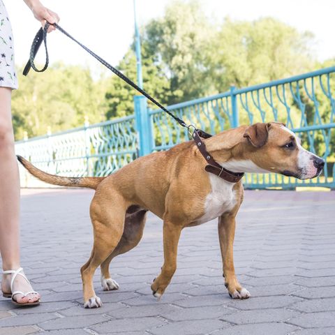 Warum Hunde an der Leine ziehen und wie Sie es verhindern können