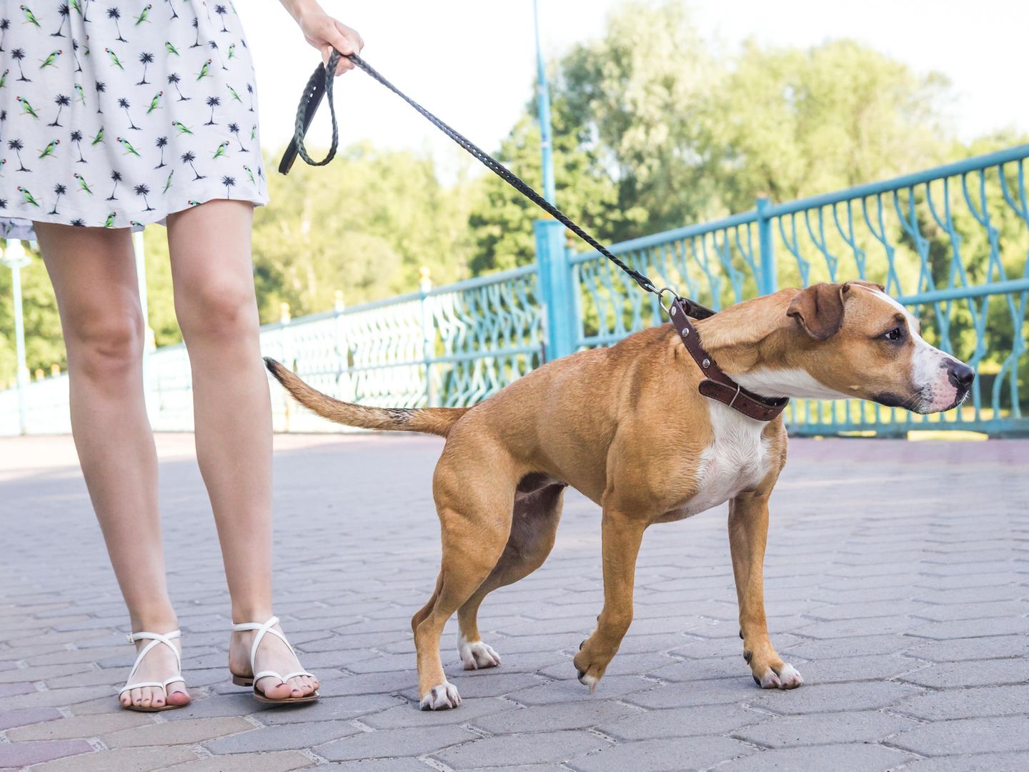 Frauen.nackt an.der leine.wie hunde