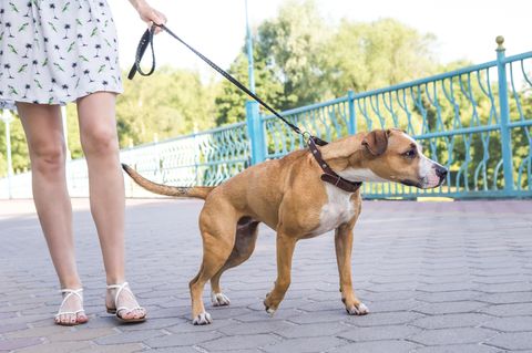 Warum Hunde an der Leine ziehen und wie Sie es verhindern können