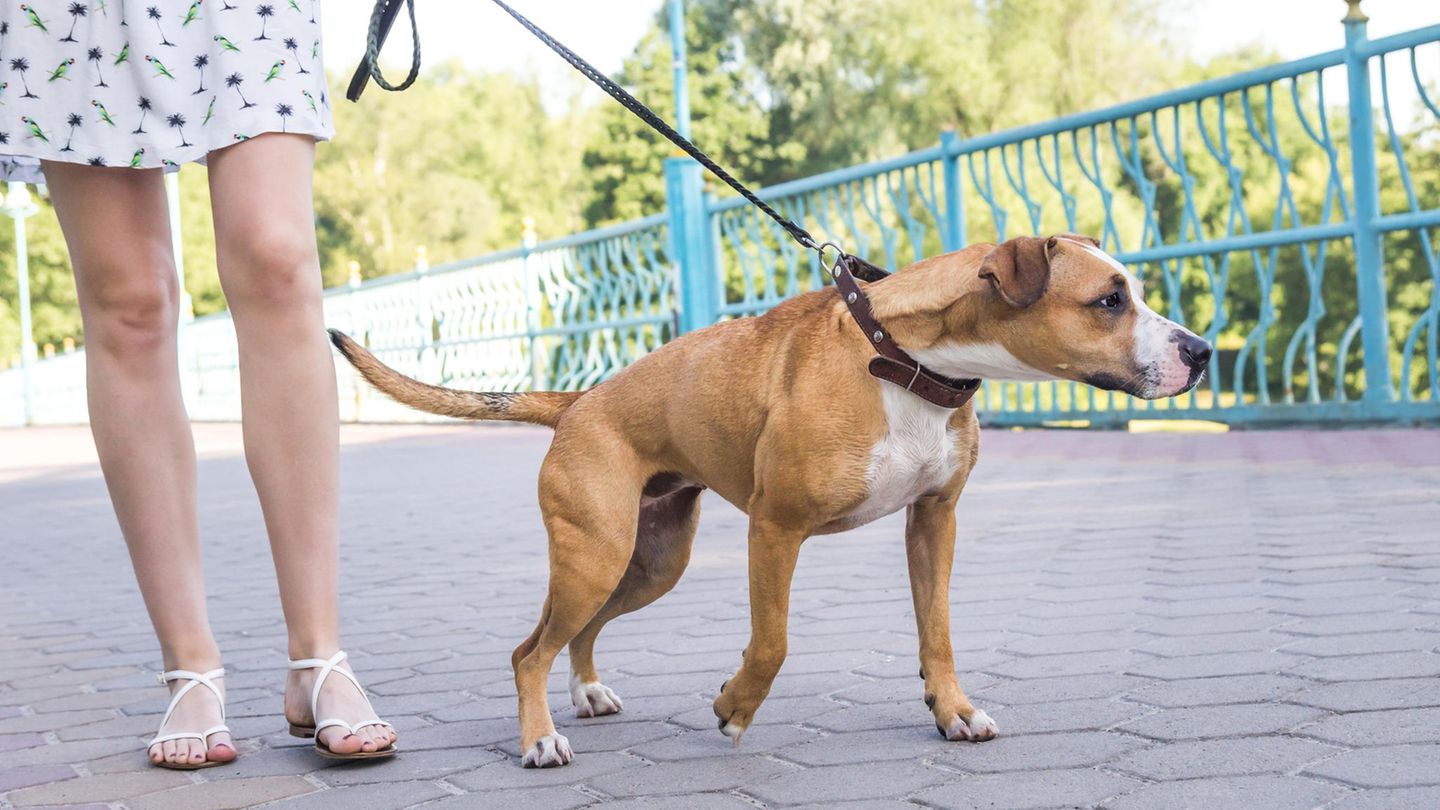 Warum Hunde an der Leine ziehen und wie Sie es verhindern können