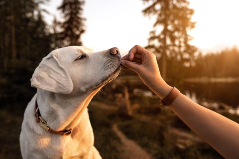Welche Lebensmittel für Hunde giftig sind