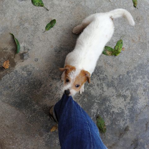 Warum zwicken manche Hunde in die Waden?