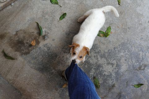 Warum zwicken manche Hunde in die Waden?