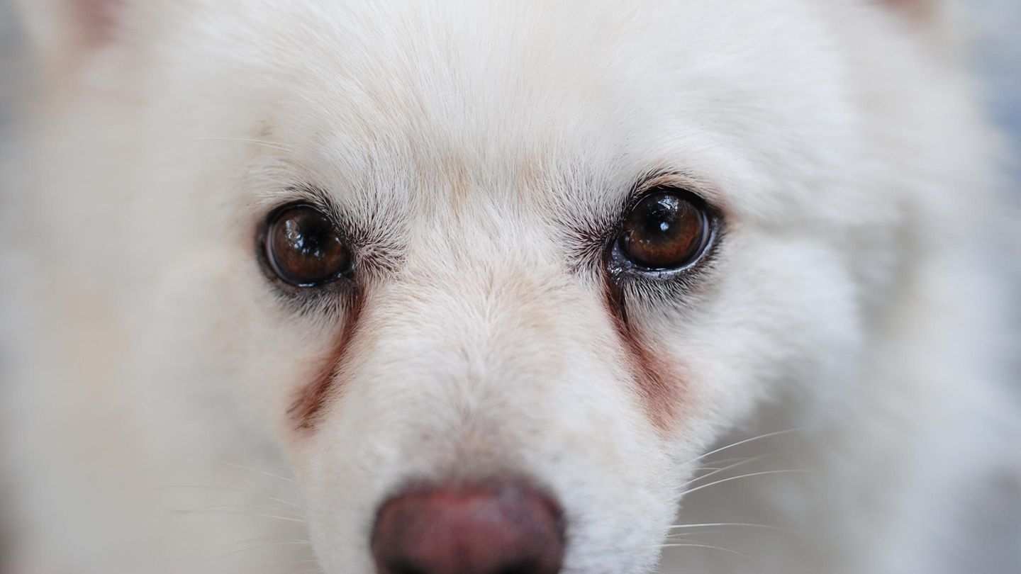 Was bedeuten tränende Augen beim Hund?
