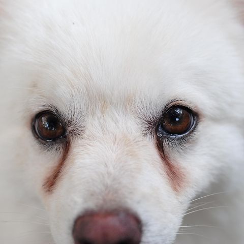 Was bedeuten tränende Augen beim Hund?