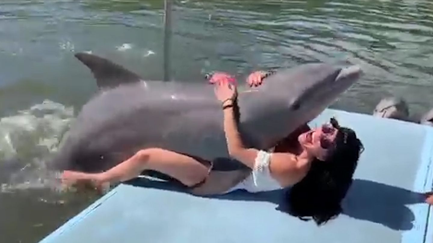 Девушка совокуплялась с. Дельфины совокупляются. Дельфины совокупляются с человеком. Дельфины спариваются с людьми. Человек спаривается с дельфином.